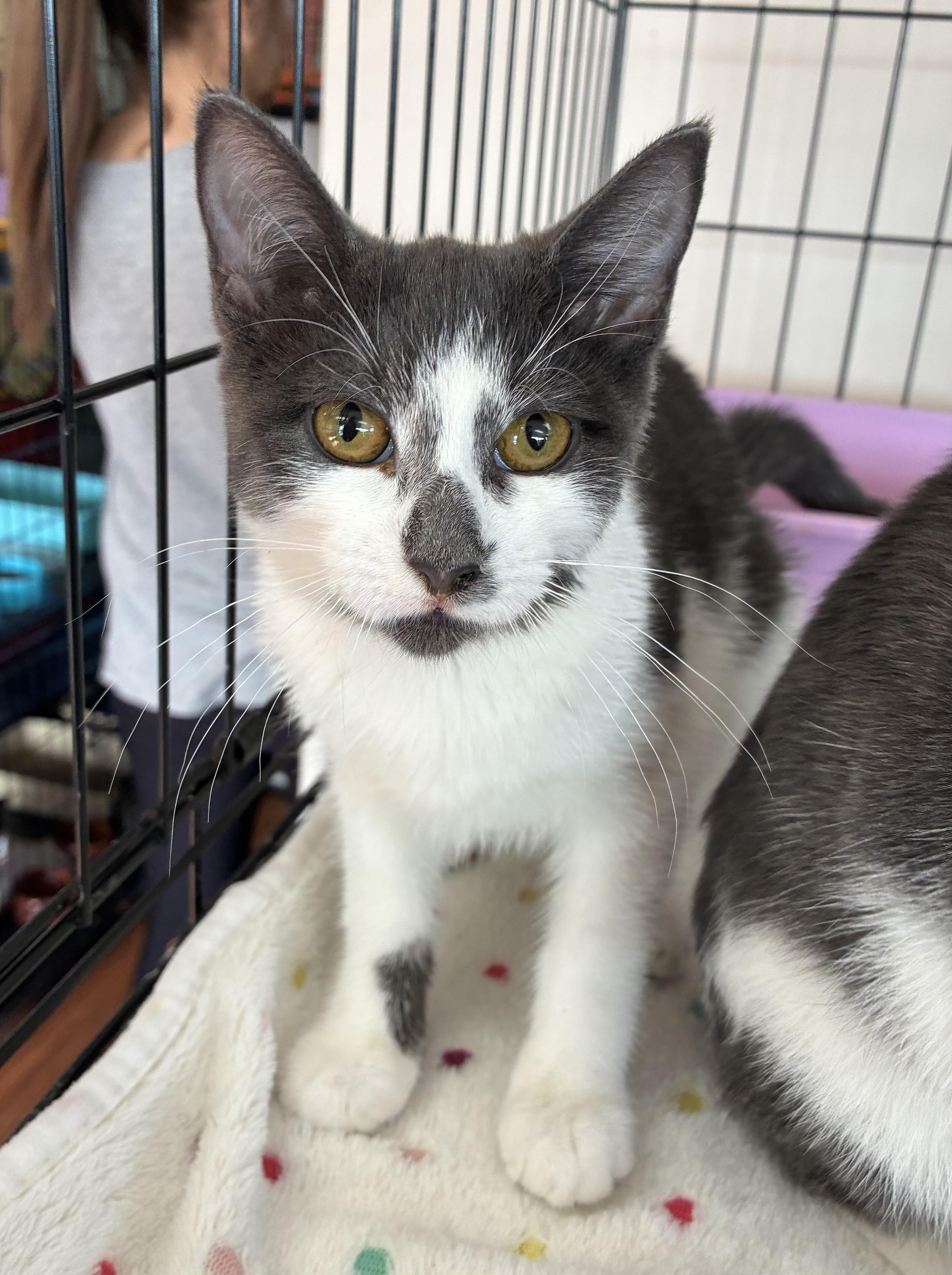 Enlarge McNugget, a Adoptable Domestic Short Hair in Breinigsville, PA image 2/4