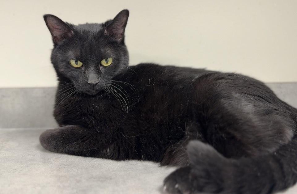 Nibblet, Adoptable, Adult Female Domestic Short Hair.