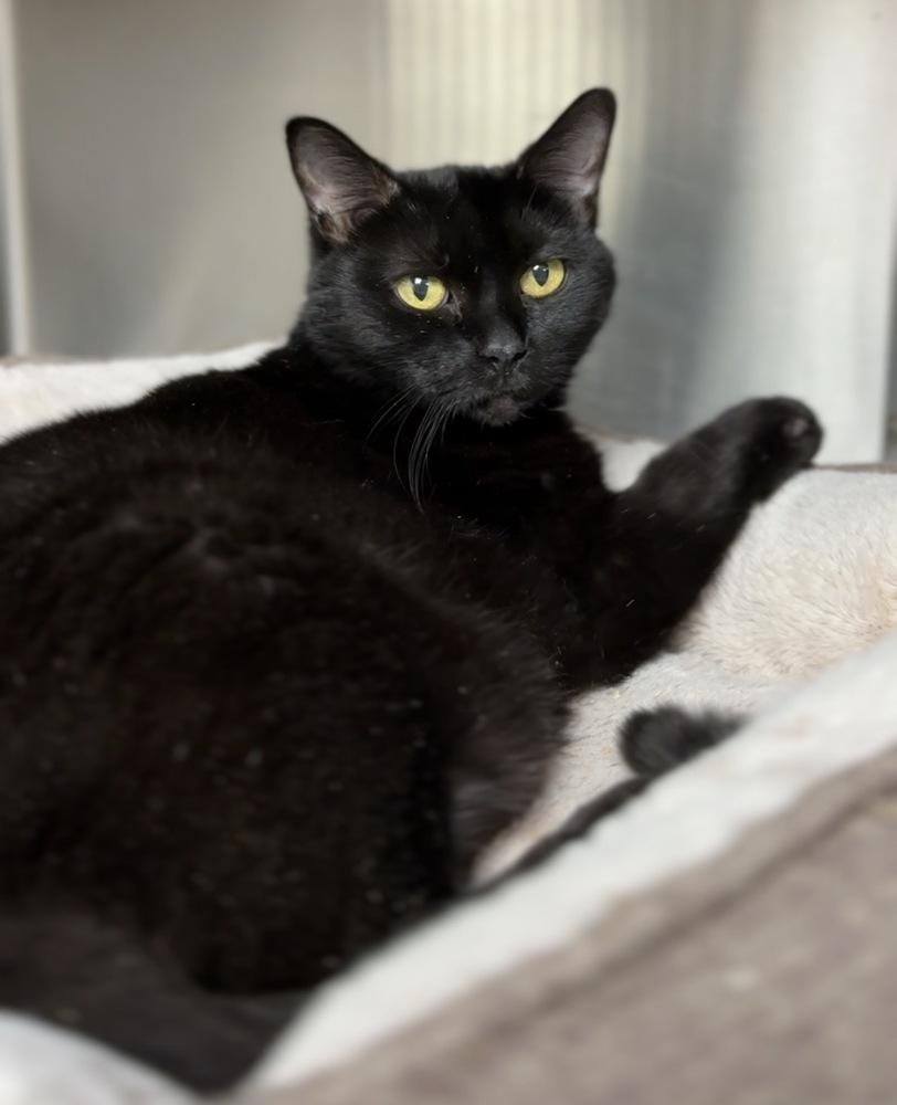Nibblet, a Adoptable mixed breed in Bemidji, MN image 2/2