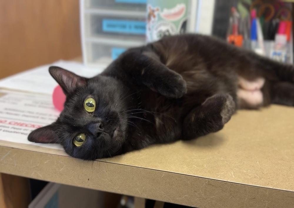 Nibblet, a Adoptable mixed breed in Bemidji, MN image 3/3