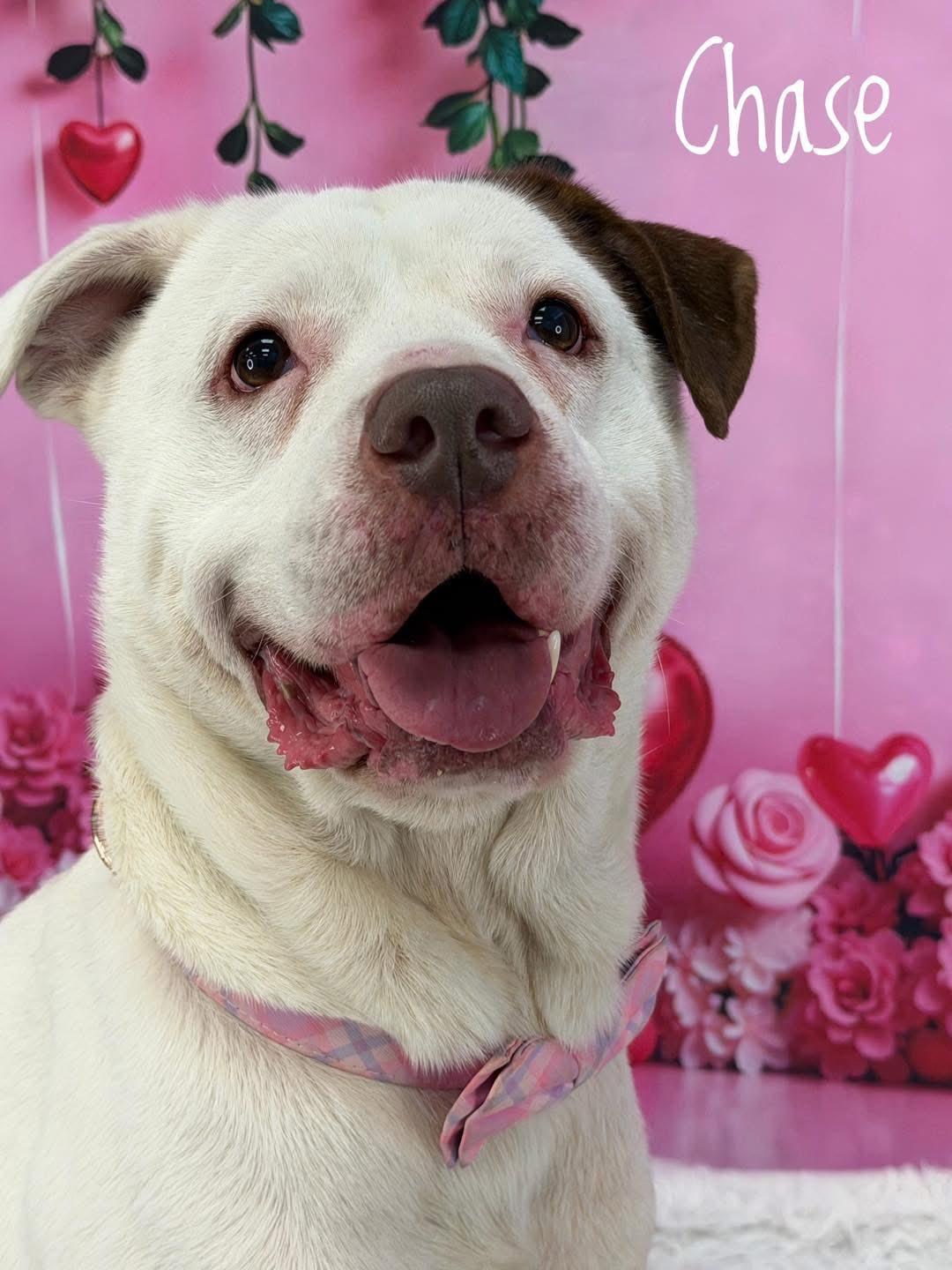 Enlarge Chase, an adoptable Mixed Breed in Flint, MI image 2/2