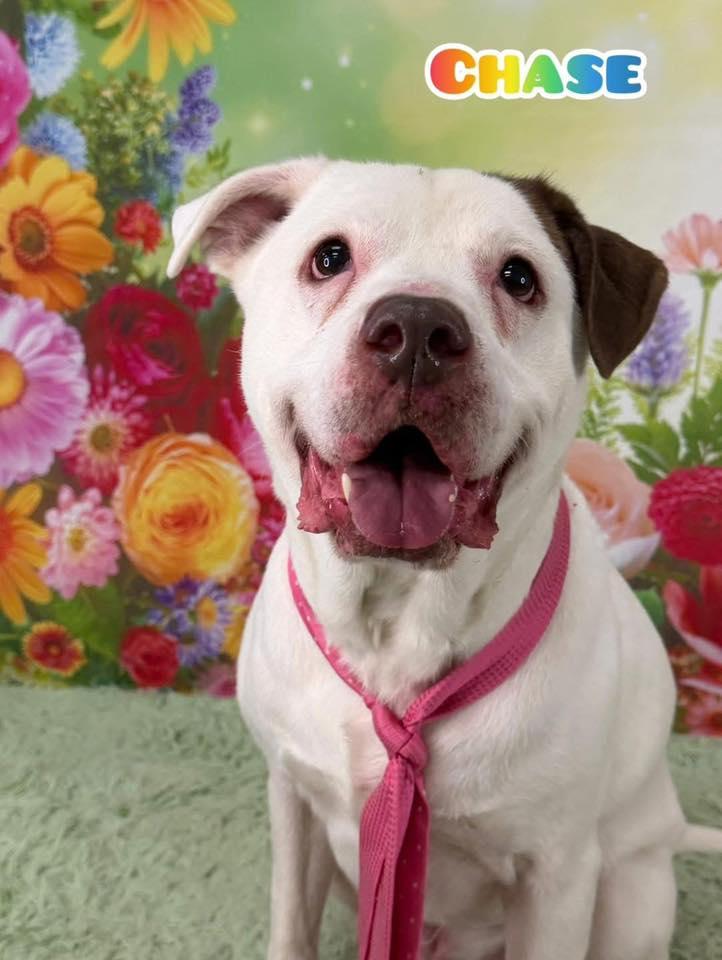 Chase, adoptable, Adult Male Mixed Breed.