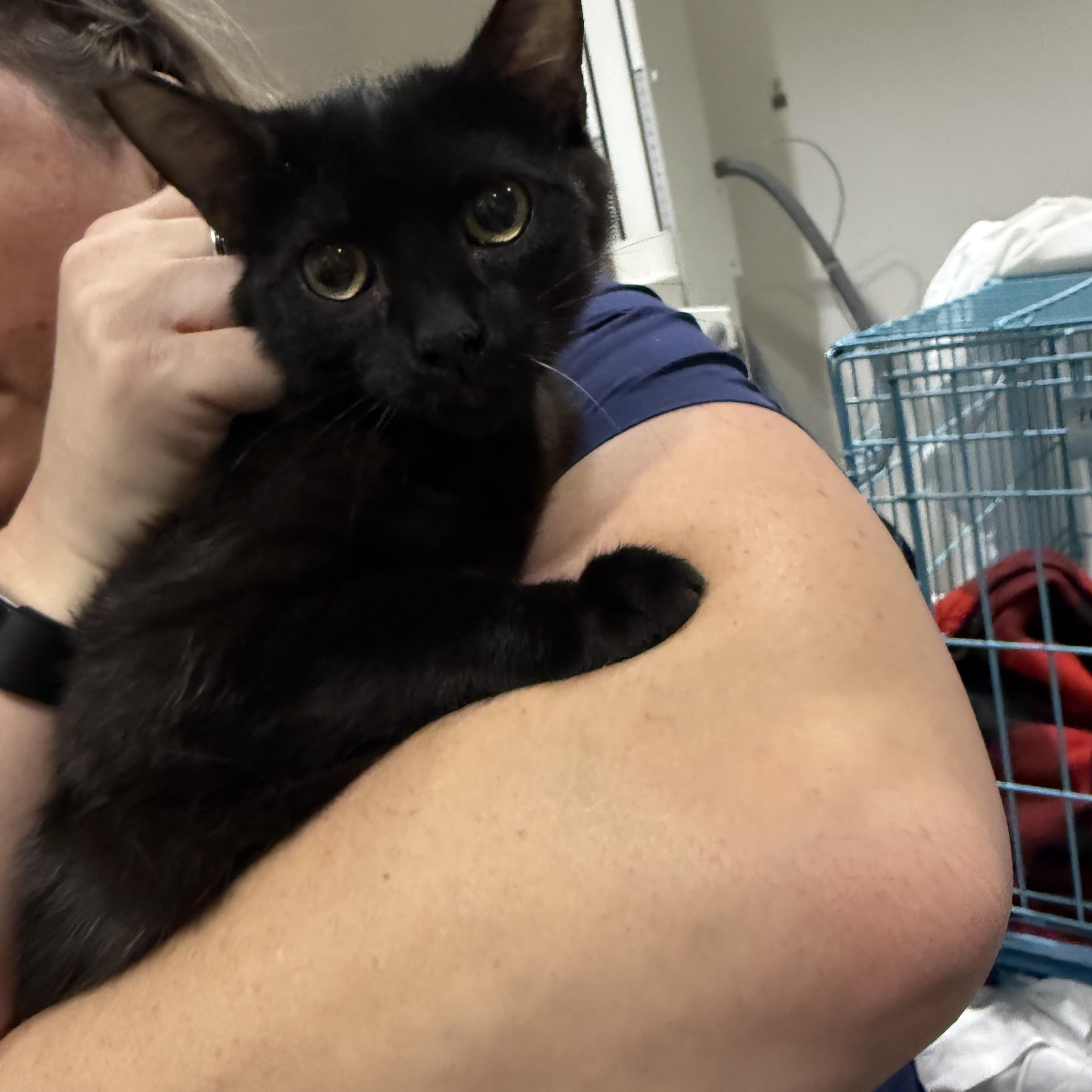 Tag!, ADOPTABLE, Kitten Male Burmese.