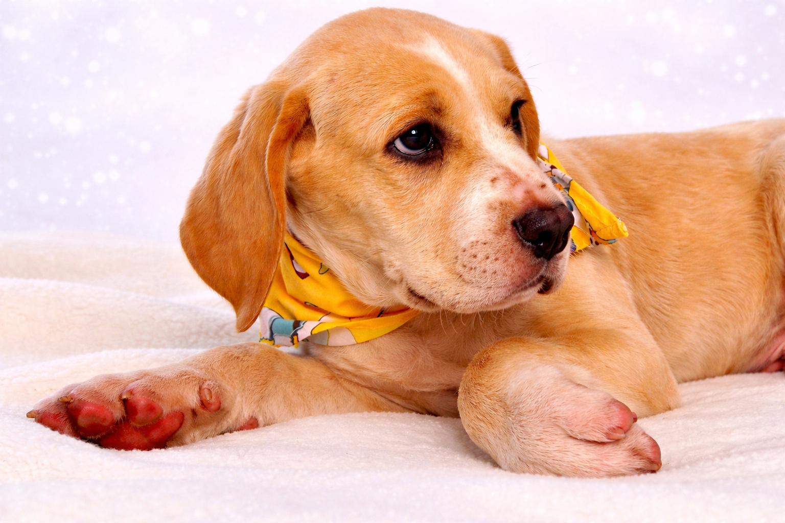 TIC TAC, adopted, Puppy Male Treeing Walker Coonhound & Labrador Retriever.