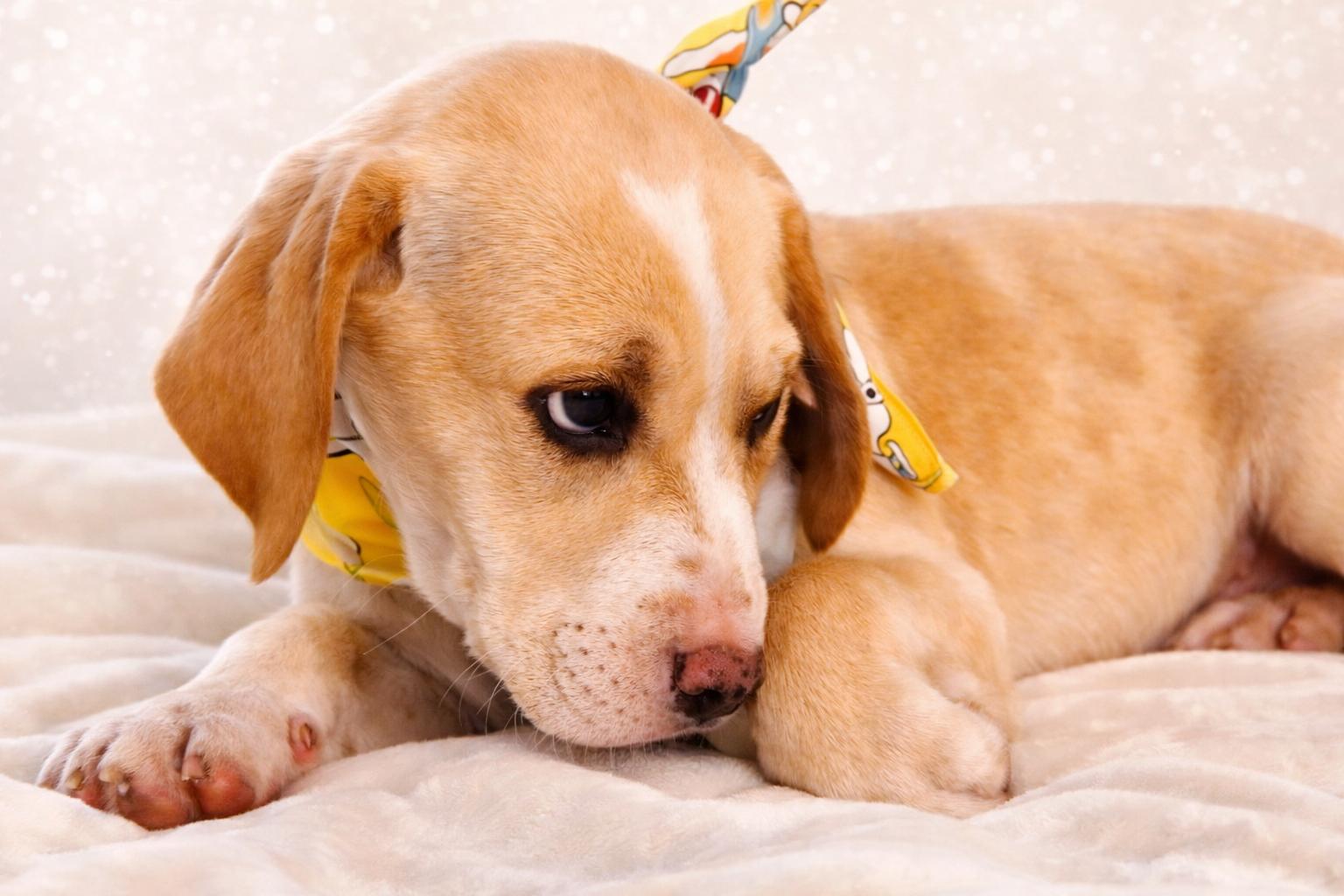 Enlarge TIC TAC, an adopted mixed breed in Jacksonville, FL image 2/3