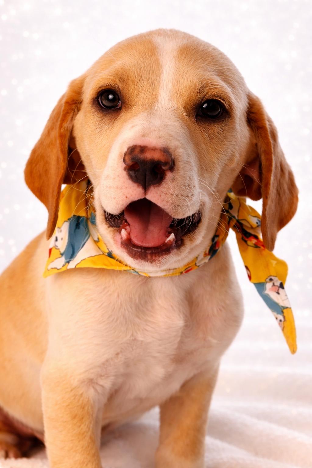 Enlarge TIC TAC, an adopted mixed breed in Jacksonville, FL image 3/3