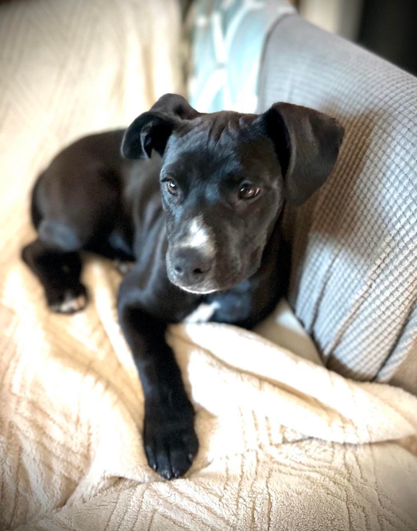 Pepper, a Adopted Mixed Breed in Willits , CA image 2/6