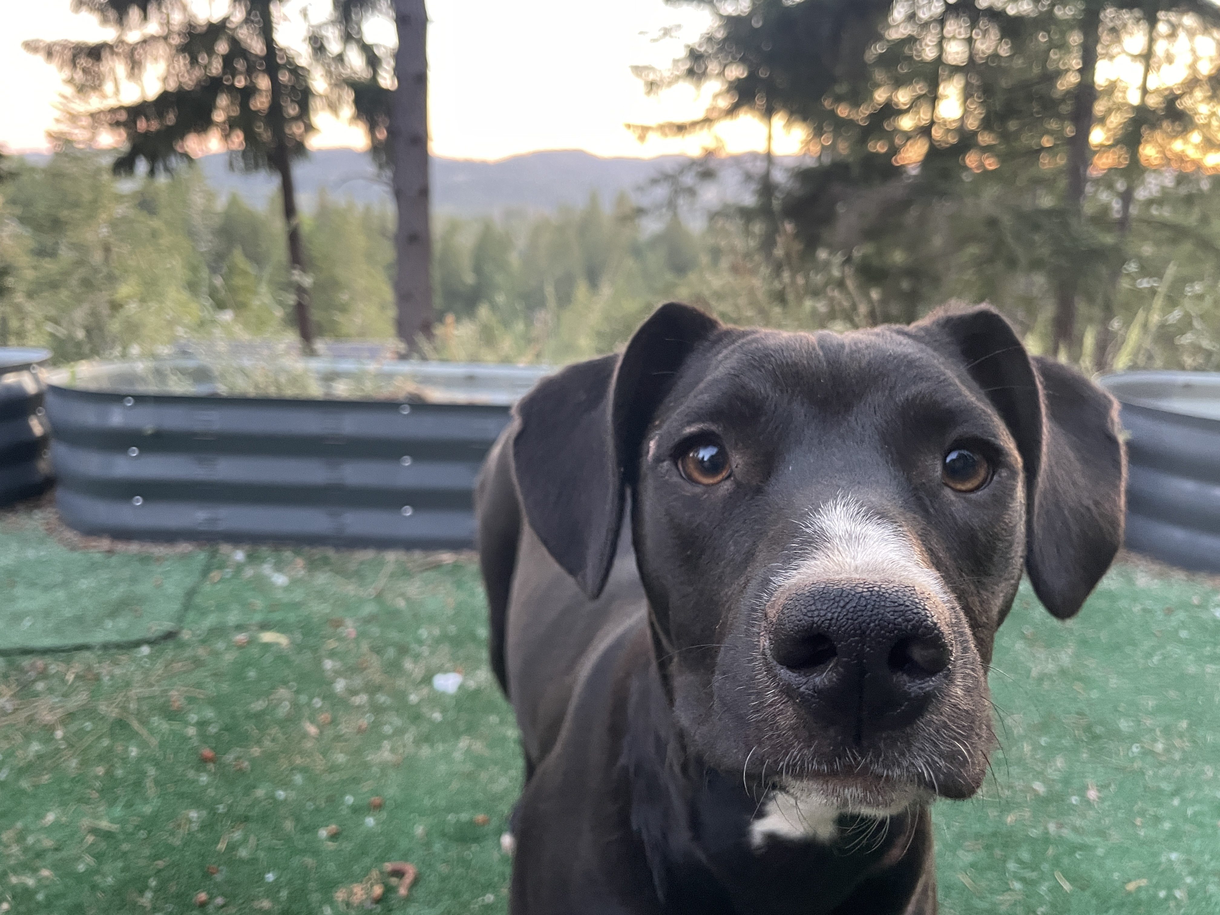 Pepper, Adopted, Young Female Mixed Breed.