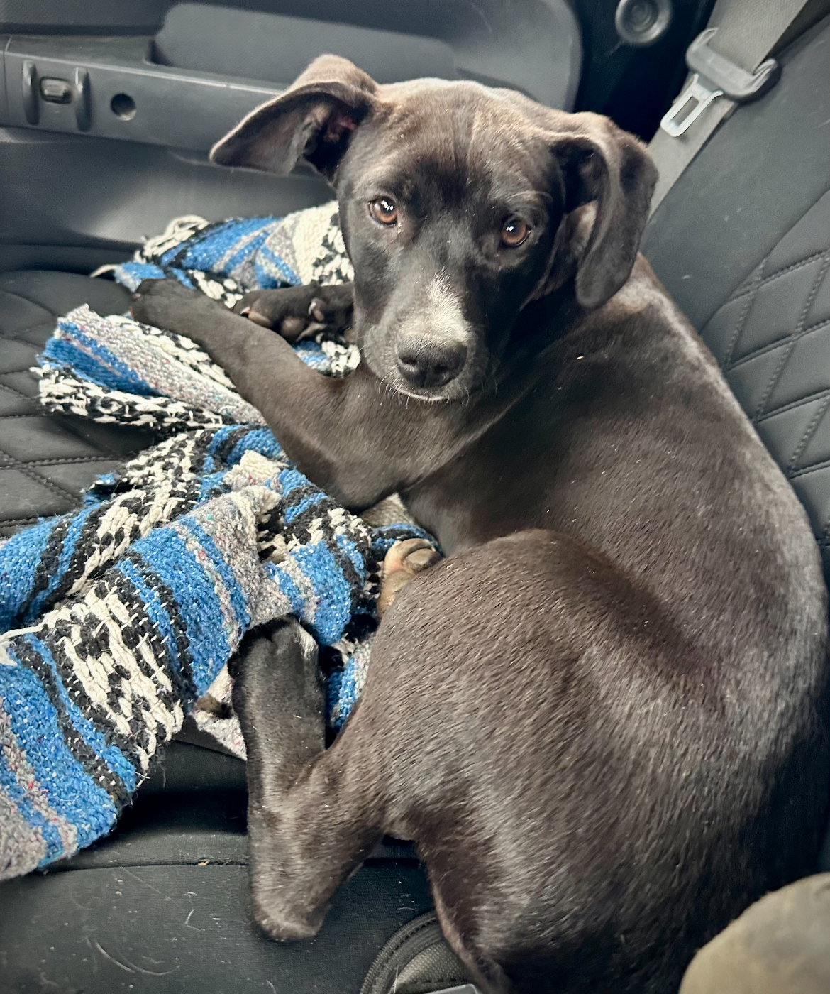 Pepper, a Adopted Mixed Breed in Willits , CA image 6/6