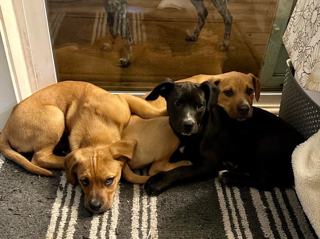 Pepper, a Adopted Mixed Breed in Willits , CA image 3/6