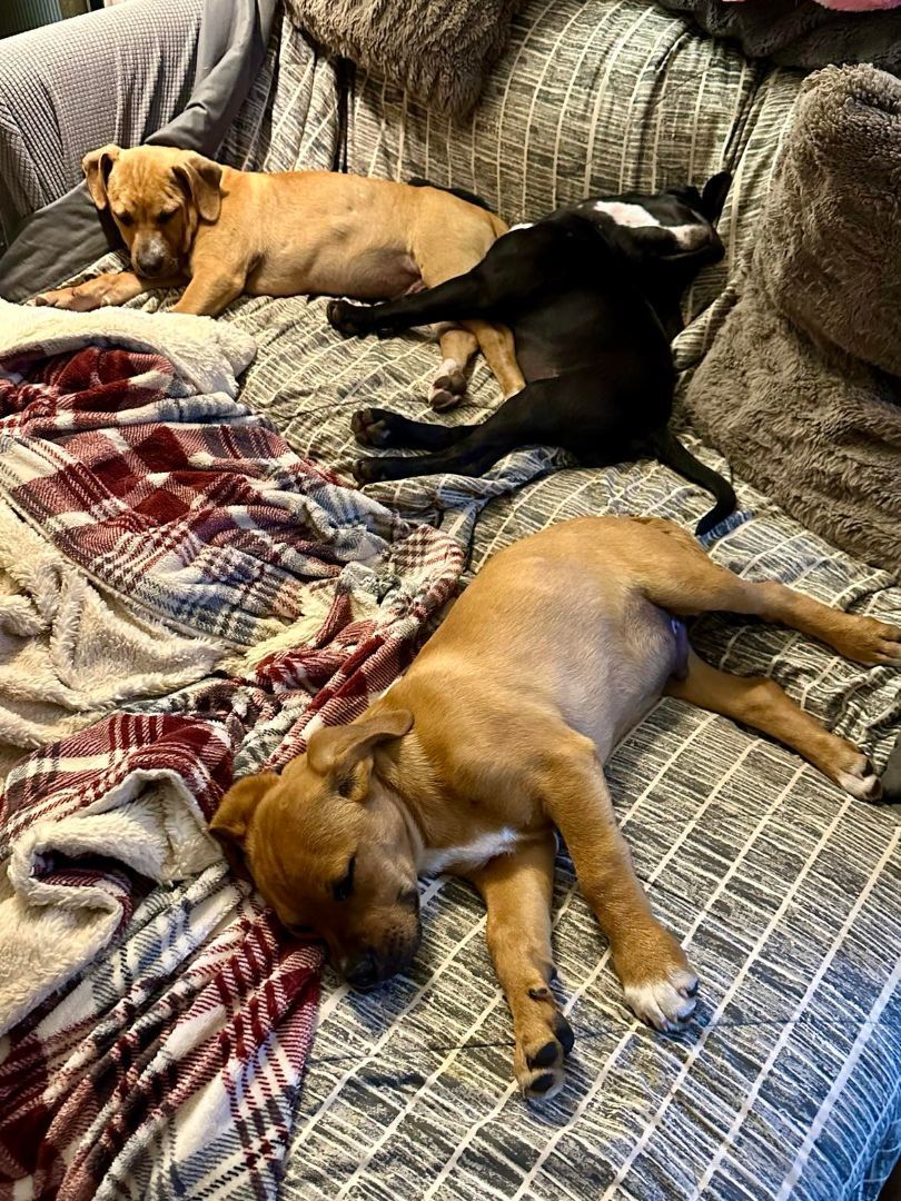 Pepper, a Adopted Mixed Breed in Willits , CA image 4/6