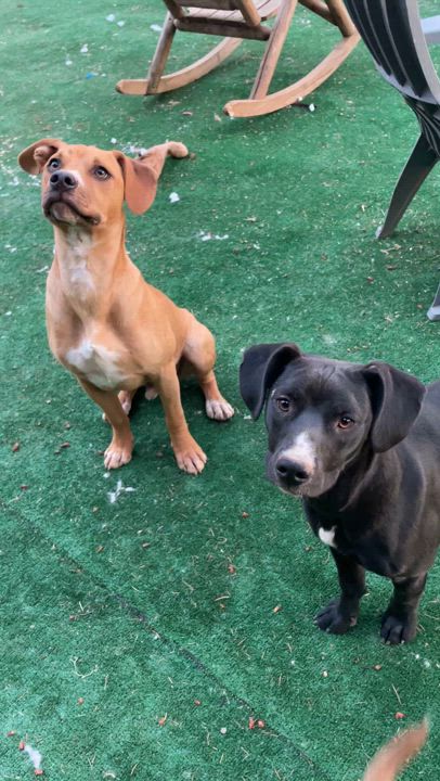 Enlarge Pepper, a Adopted Mixed Breed in Willits , CA video 5/6