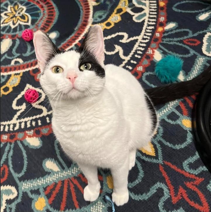 Enlarge Lu’lemon — How Is She Still Here?, a Adoptable mixed breed in Hillsboro, TX image 3/5