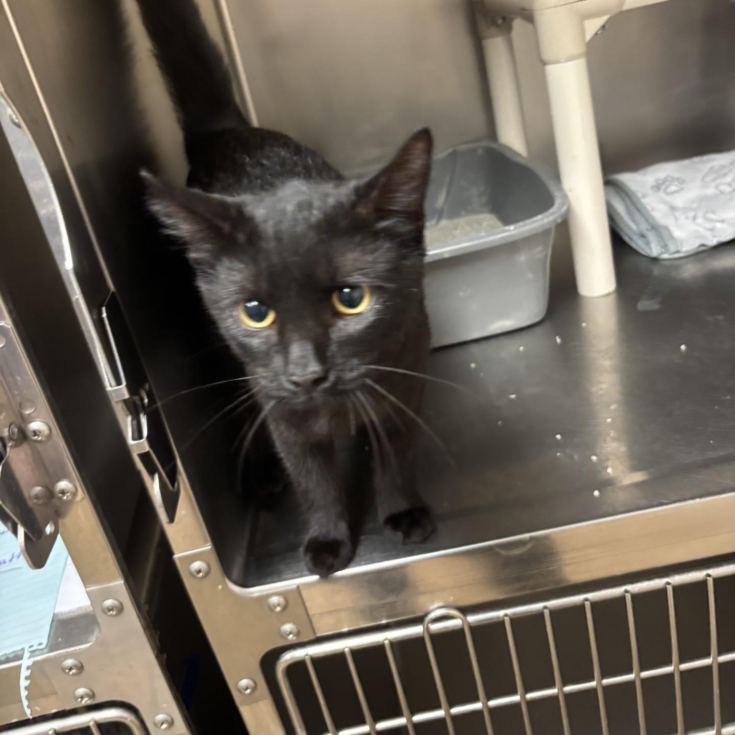 Enlarge Vega, a Adoptable Domestic Short Hair in Triadelphia, WV image 1/1