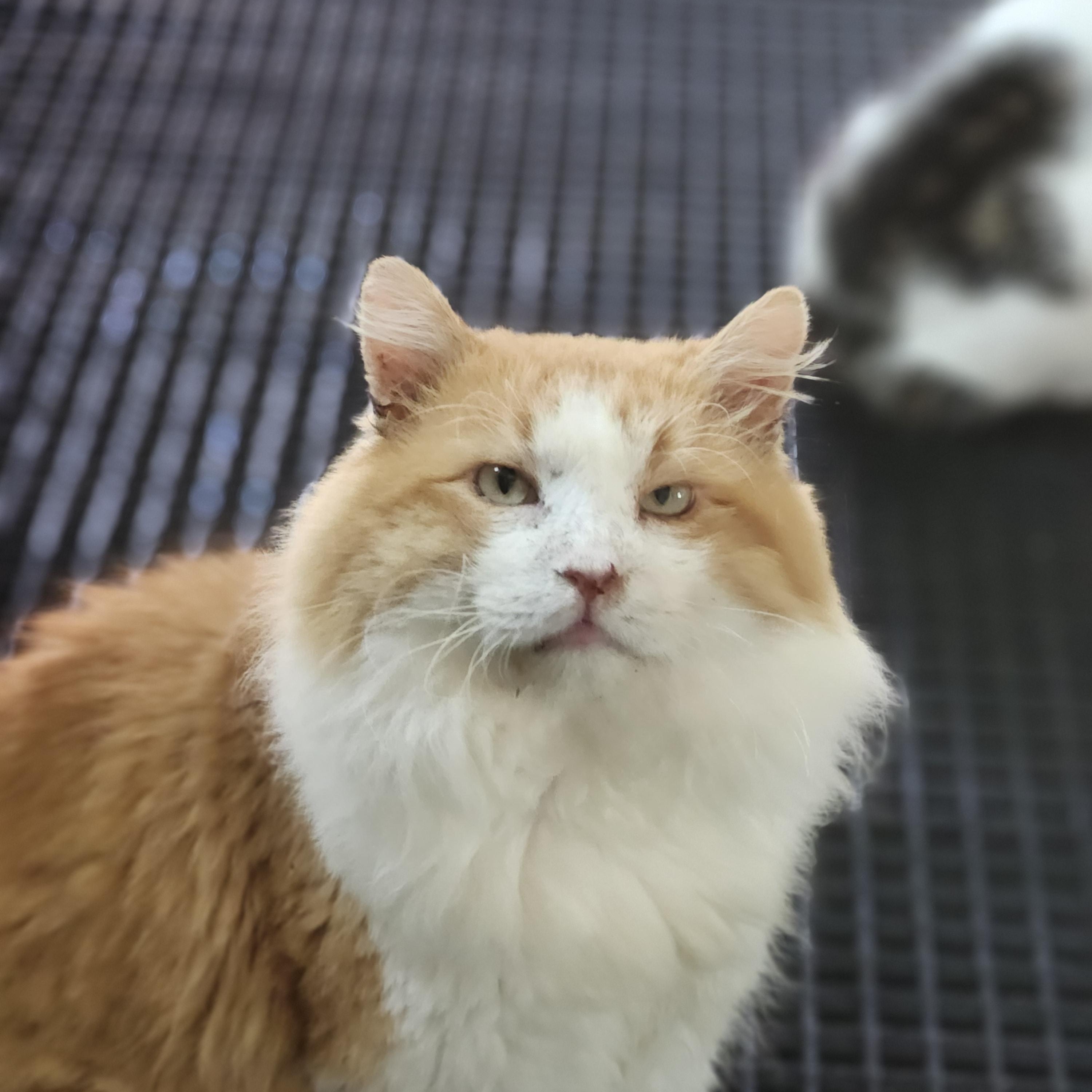 Zeus, a ADOPTABLE Domestic Long Hair in Long Beach, CA image 2/3