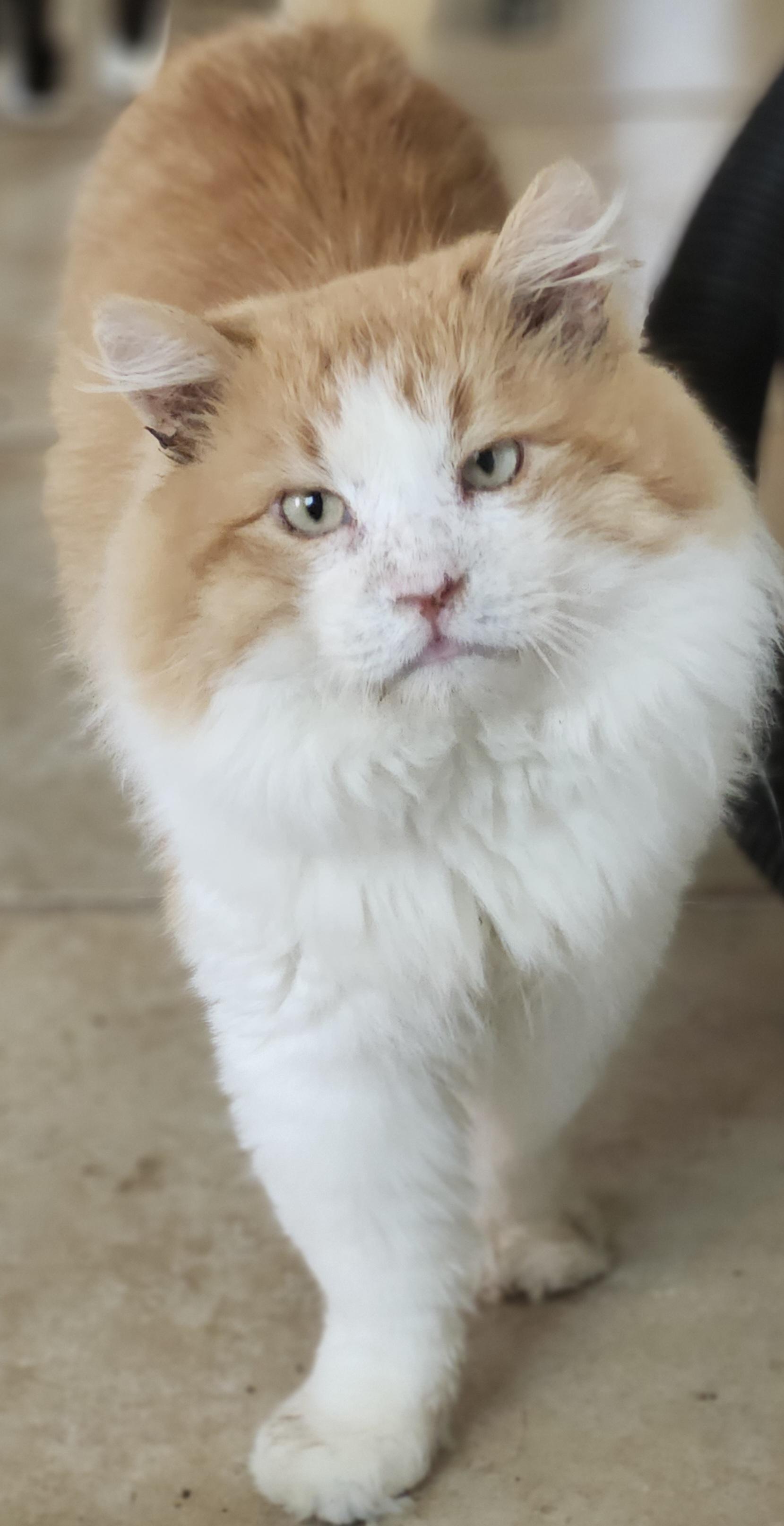 Zeus, a ADOPTABLE Domestic Long Hair in Long Beach, CA image 3/3