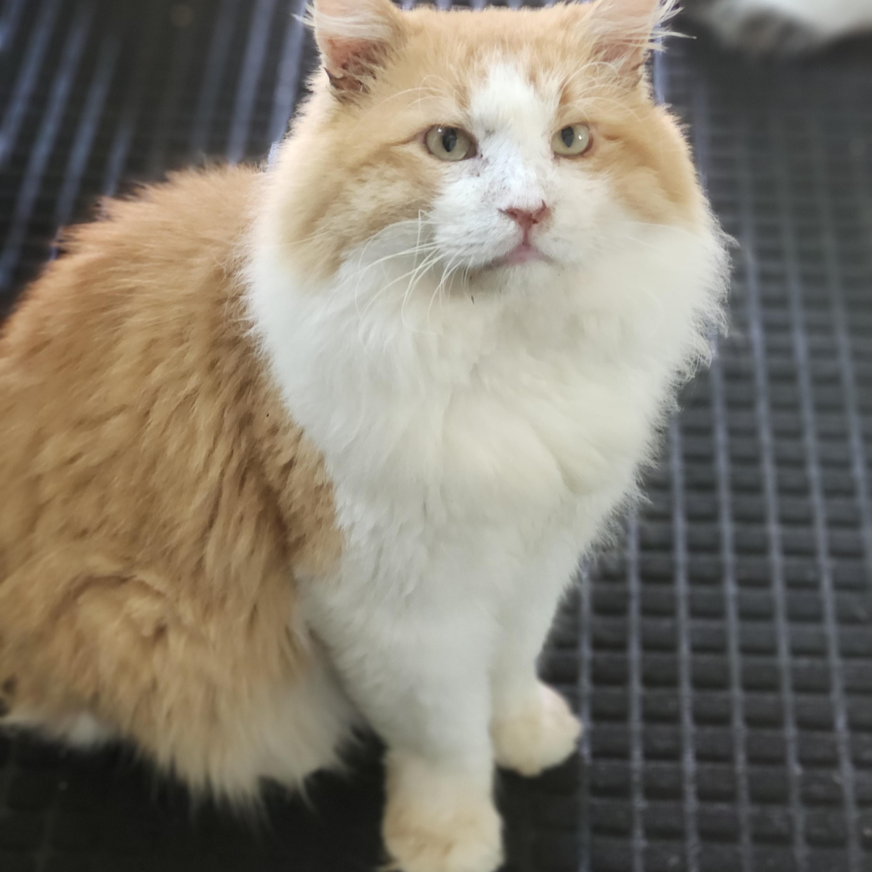 Zeus, ADOPTABLE, Adult Male Domestic Long Hair.