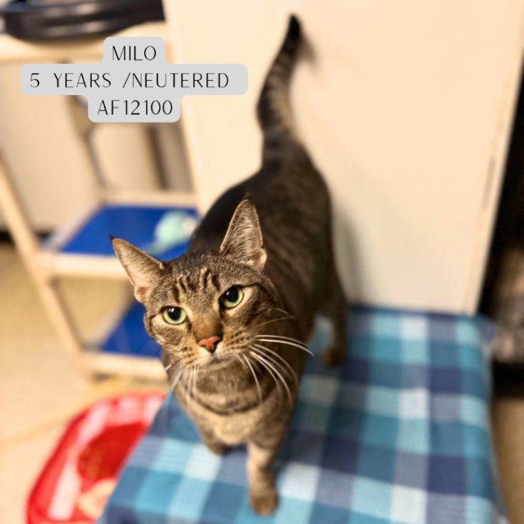 Enlarge Milo, a Adoptable Domestic Short Hair in Supply, NC image 1/2