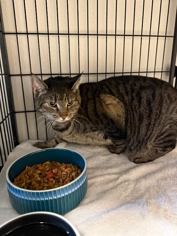 Enlarge Milo, a Adoptable Domestic Short Hair in Supply, NC image 2/2