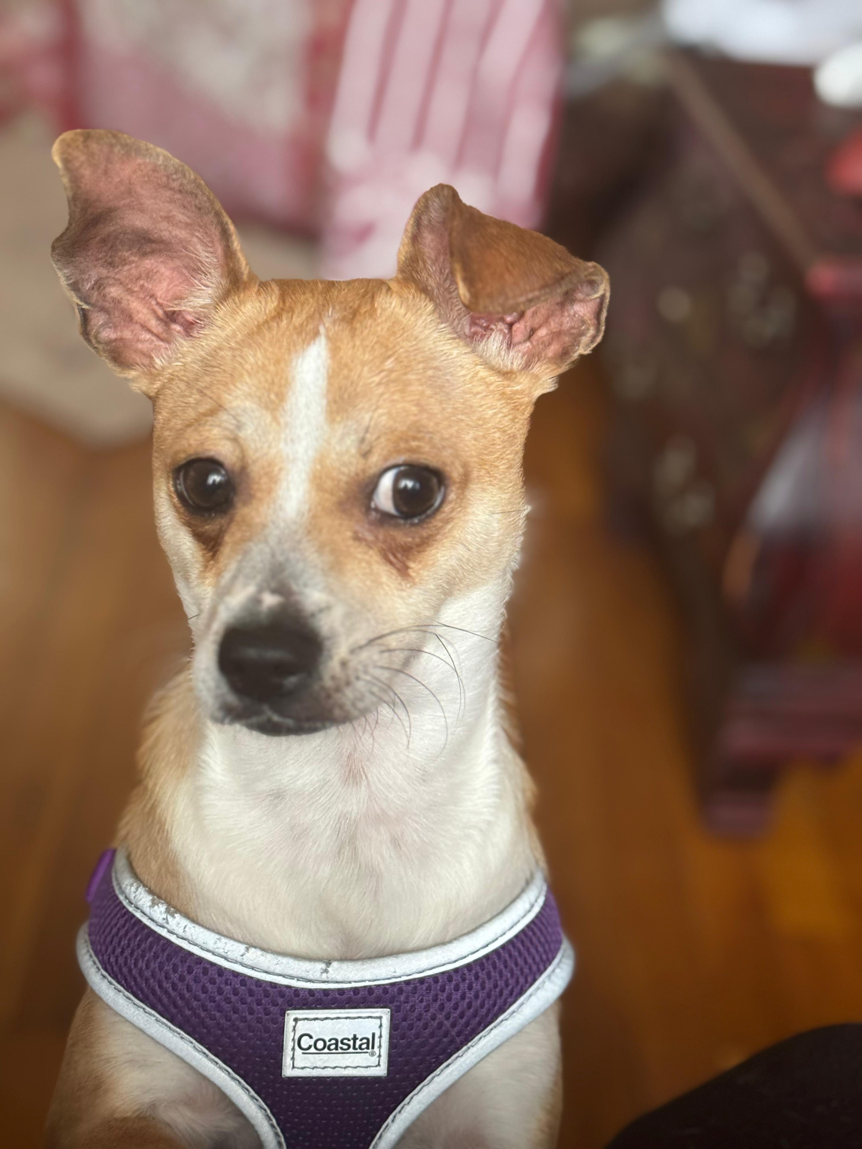 Jalapeño, Adoptable, Adult Male Chihuahua.