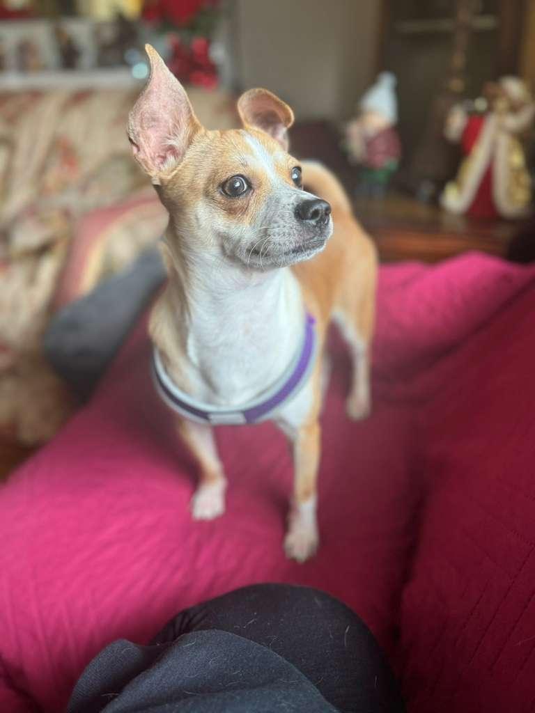 Jalapeño thumbnail 2