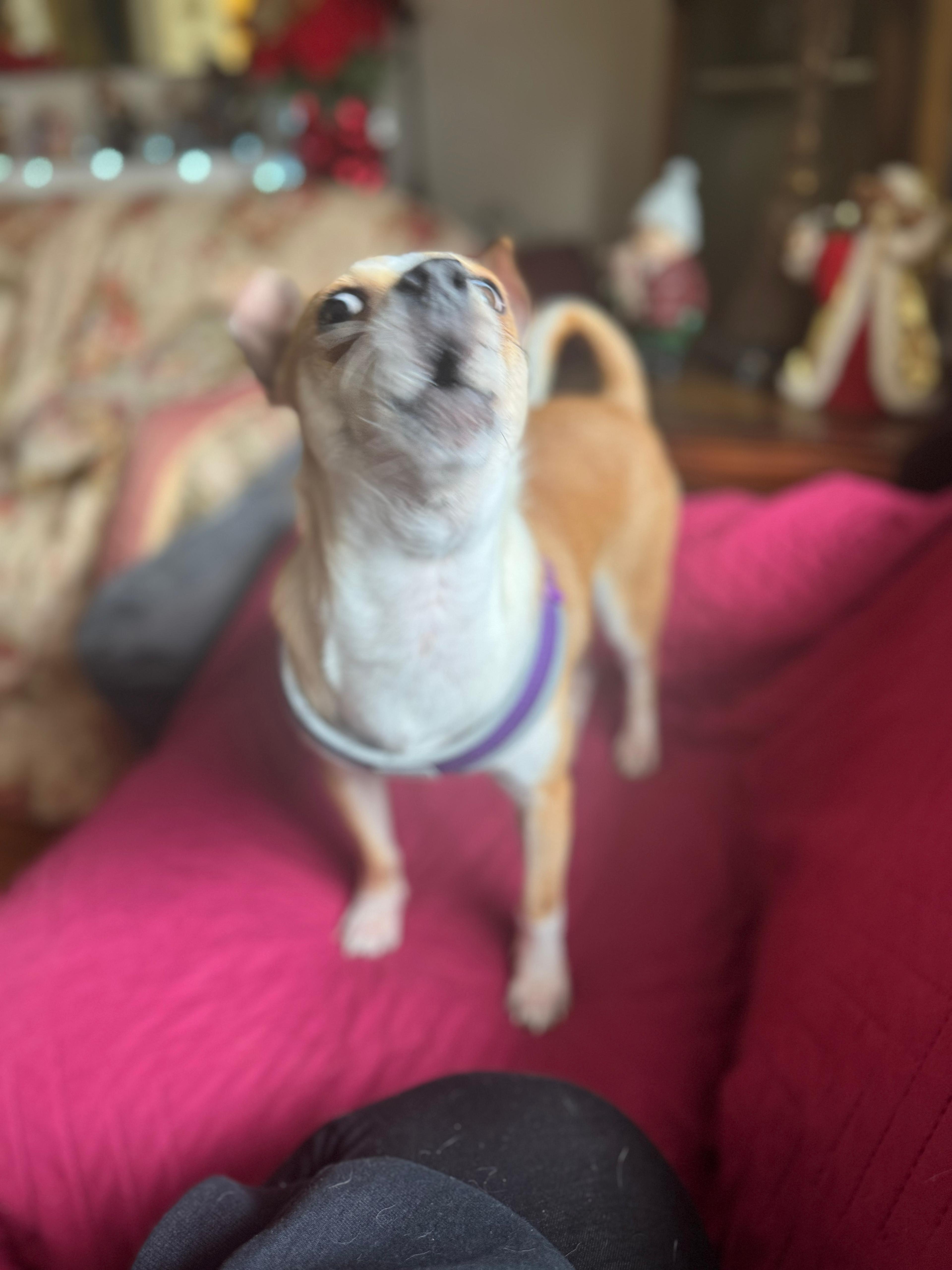 Jalapeño thumbnail 3