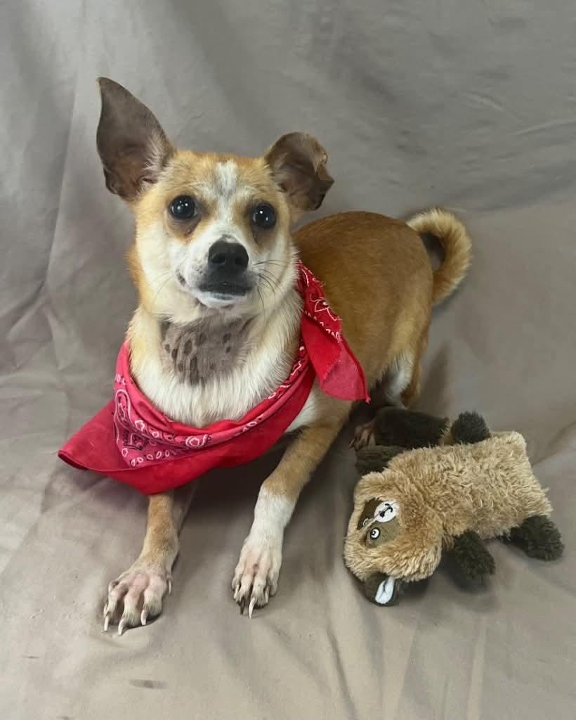 Jalapeño, Adoptable, Adult Male Chihuahua.