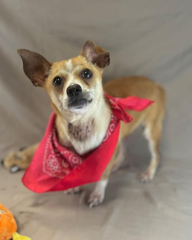 Jalapeño, a Adoptable Chihuahua in New York, NY image 2/3