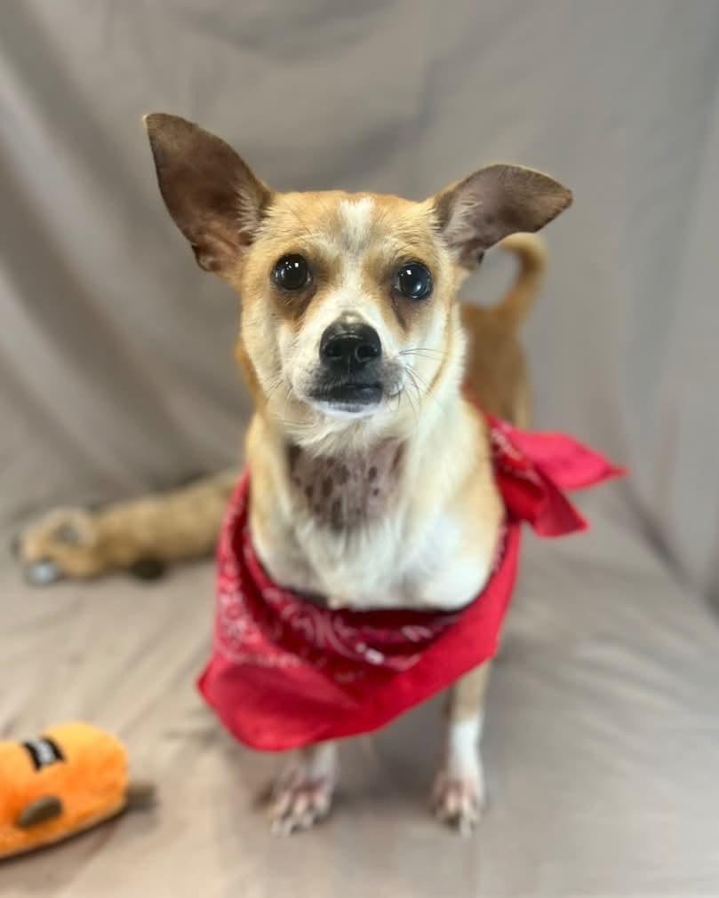 Jalapeño, a Adoptable Chihuahua in New York, NY image 3/3