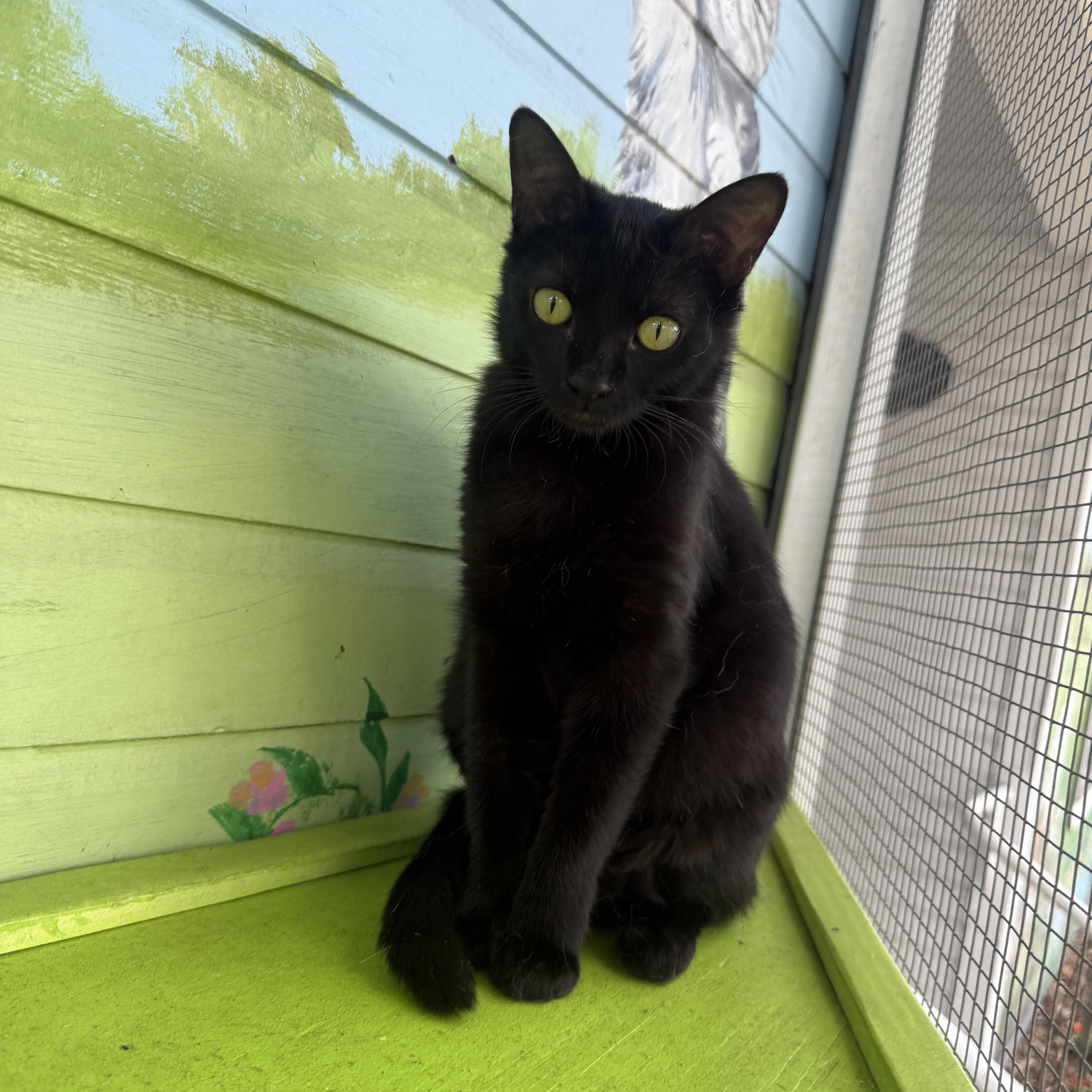 Sprite, Adoptable, Young Female Domestic Short Hair.