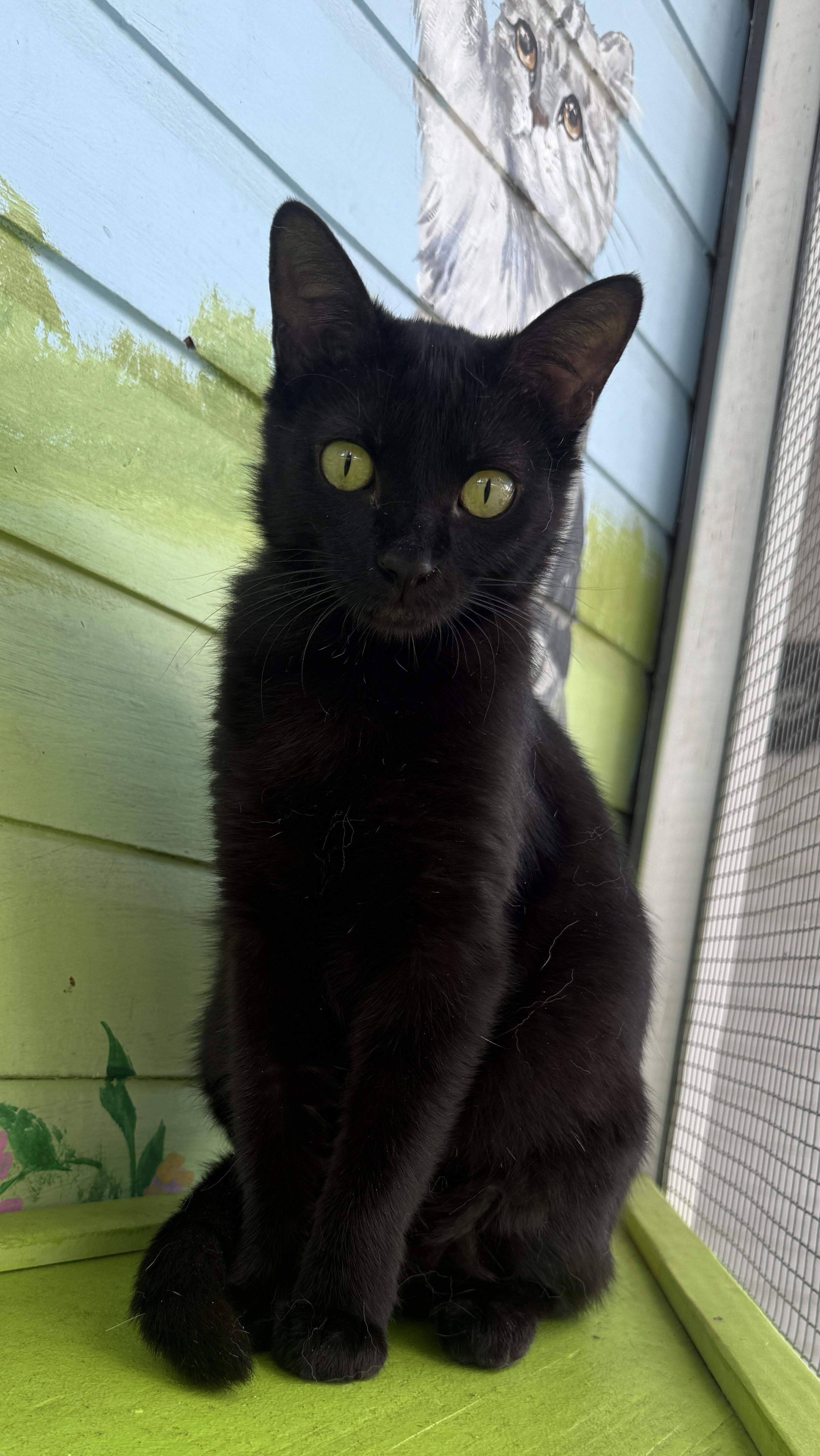 Sprite, a Adoptable Domestic Short Hair in Weatherford, TX image 3/5