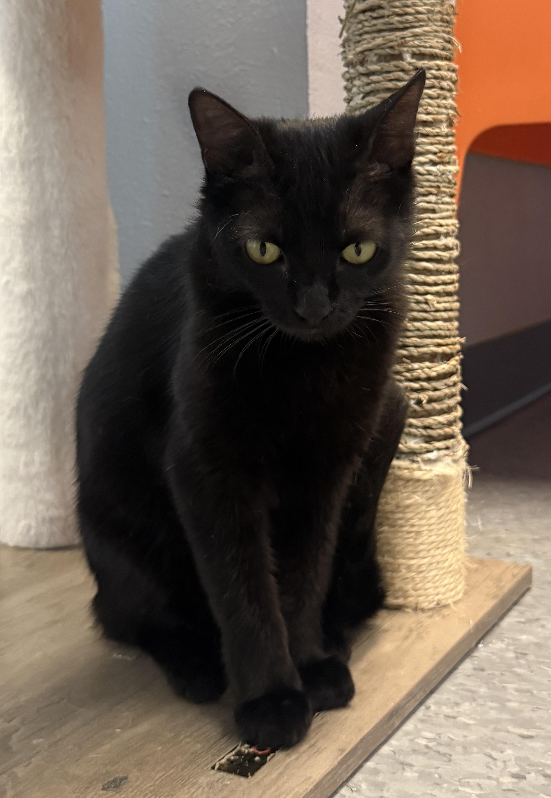 Sprite, a Adoptable Domestic Short Hair in Weatherford, TX image 4/5