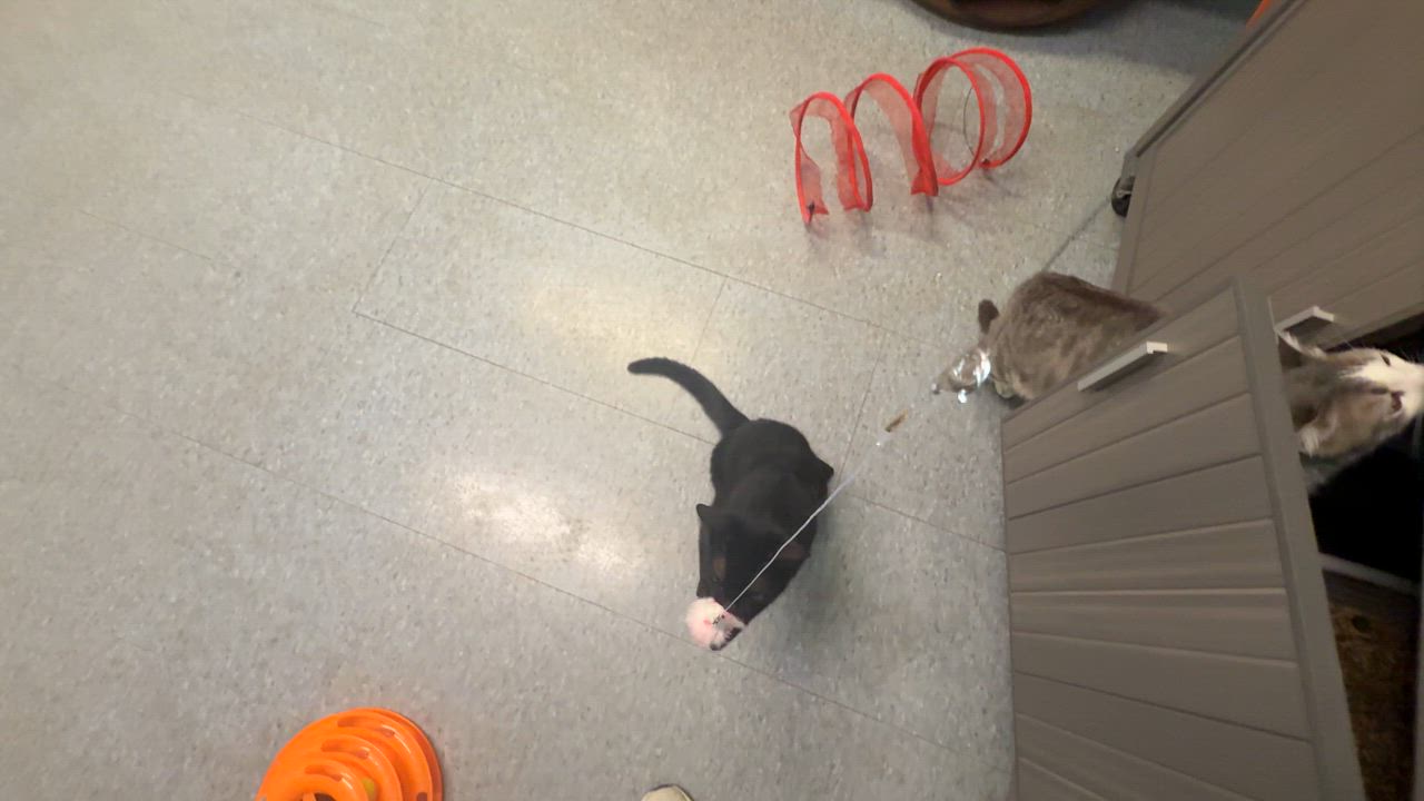 Enlarge Sprite, a Adoptable Domestic Short Hair in Weatherford, TX video 5/5