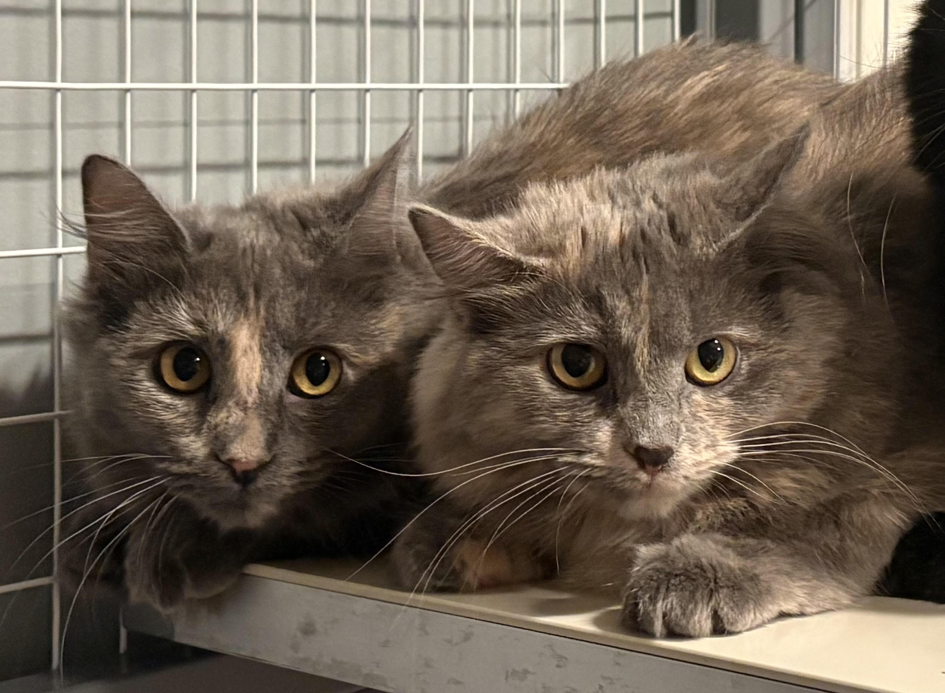 Barn Cats - Georgette and Rita, adopted, Young Female Tortoiseshell.