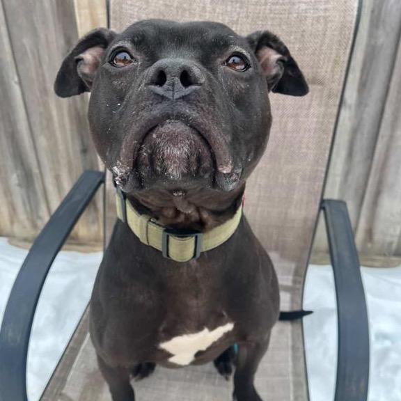 Enlarge Linus, a Adoptable American Staffordshire Terrier in Indianapolis, IN image 1/6