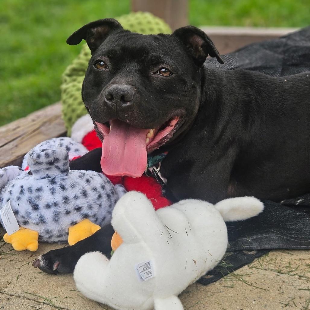 Enlarge Linus, a Adoptable American Staffordshire Terrier in Indianapolis, IN image 2/6