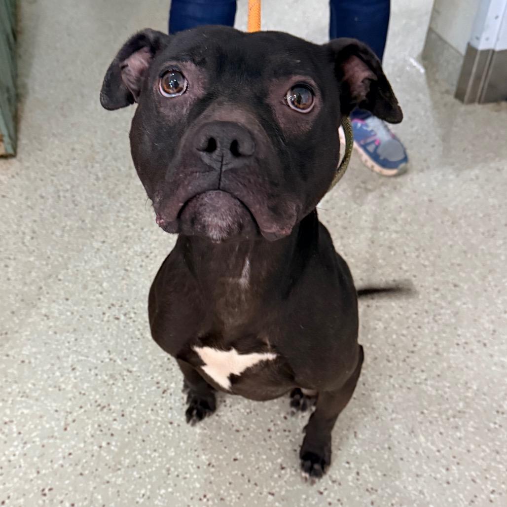 Enlarge Linus, a Adoptable American Staffordshire Terrier in Indianapolis, IN image 2/6