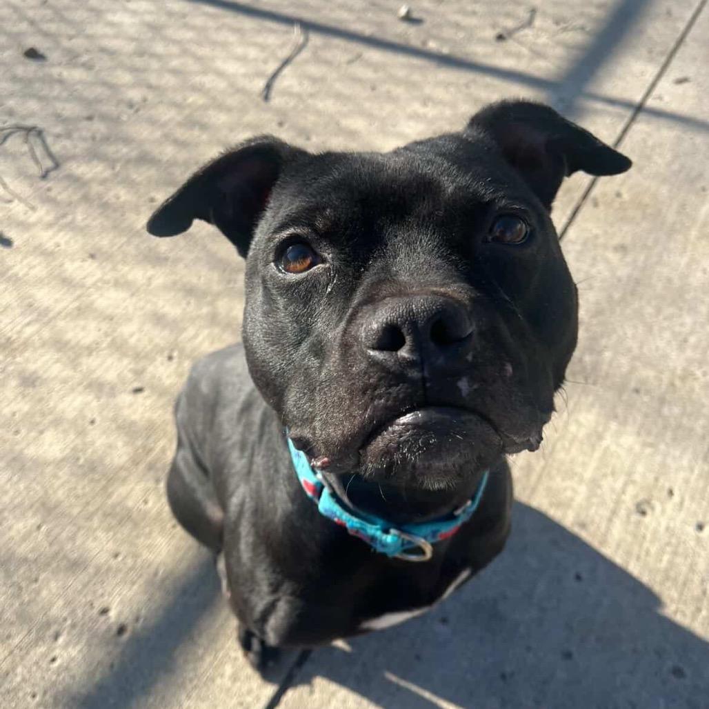 Enlarge Linus, a Adoptable American Staffordshire Terrier in Indianapolis, IN image 3/6