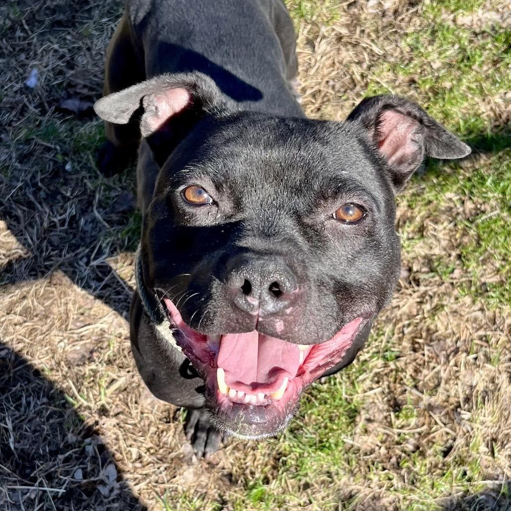 Enlarge Linus, a Adoptable American Staffordshire Terrier in Indianapolis, IN image 4/6
