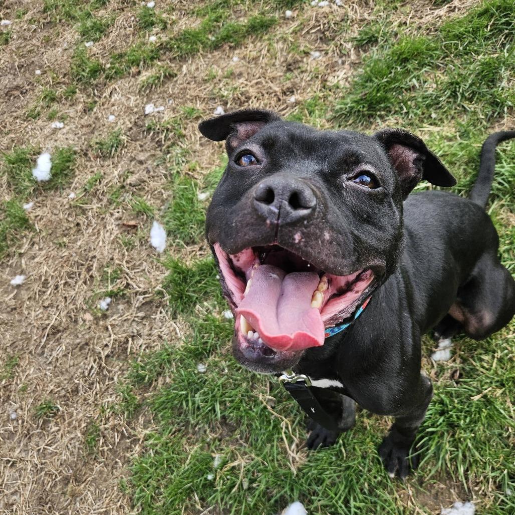 Enlarge Linus, a Adoptable American Staffordshire Terrier in Indianapolis, IN image 5/6