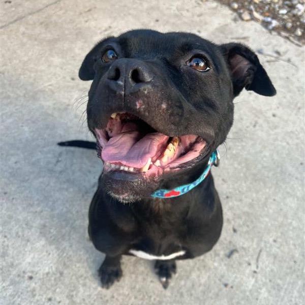 Enlarge Linus, a Adoptable American Staffordshire Terrier in Indianapolis, IN image 6/6