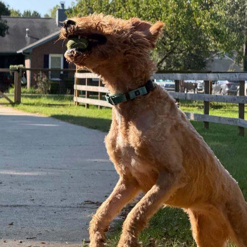 Mable, Adoptable, Young Female Goldendoodle & Poodle.