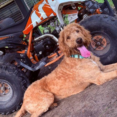 Enlarge Mable, a Adoptable mixed breed in Sanford, NC image 2/5
