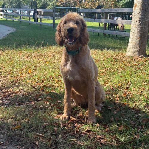 Enlarge Mable, a Adoptable mixed breed in Sanford, NC image 3/5