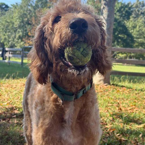 Enlarge Mable, a Adoptable mixed breed in Sanford, NC image 4/5