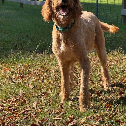 Enlarge Mable, a Adoptable mixed breed in Sanford, NC image 5/5