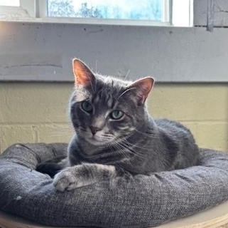 Enlarge Beet – Shy Girl Ready to Bloom, a Adoptable Domestic Short Hair in Braintree, MA image 2/5