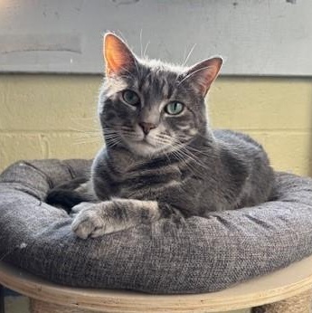 Beet – Shy Girl Ready to Bloom, Adoptable, Young Female Domestic Short Hair.
