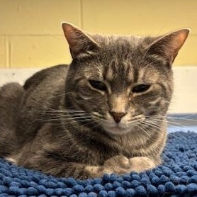 Enlarge Beet – Shy Girl Ready to Bloom, a Adoptable Domestic Short Hair in Braintree, MA image 2/4