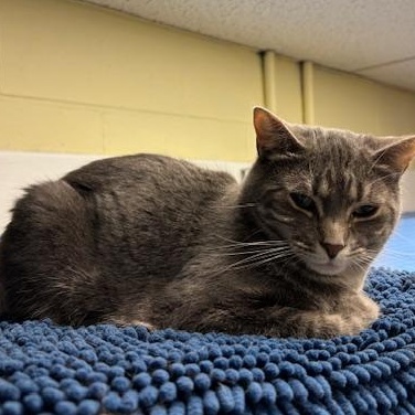 Enlarge Beet – Shy Girl Ready to Bloom, a Adoptable Domestic Short Hair in Braintree, MA image 3/4
